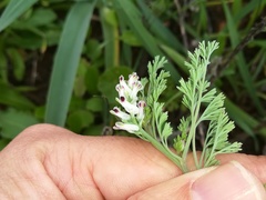 Fumaria parviflora