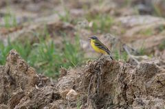 Motacilla flava flava