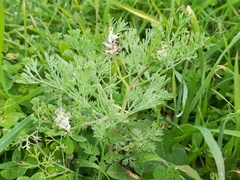 Fumaria parviflora