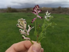 Fumaria parviflora