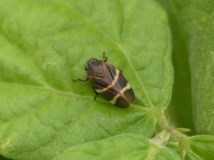 Aeneolamia albofasciata