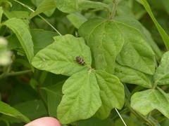 Aeneolamia albofasciata