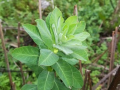 Euphorbia hirsuta