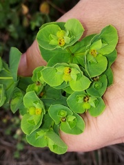 Euphorbia hirsuta