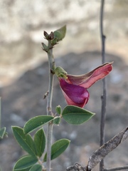 Tephrosia gobensis