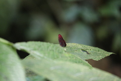 Paralaxita damajanti