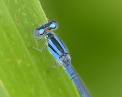 Enallagma semicirculare