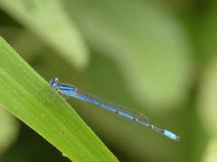 Enallagma semicirculare