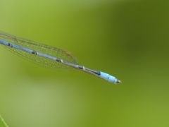 Enallagma semicirculare