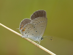 Cupido comyntas texana