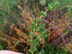 Frankenia boissieri