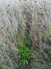 Achillea ageratum