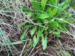 Achillea ageratum
