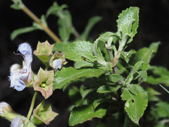 Salvia dentata