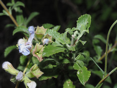 Salvia dentata