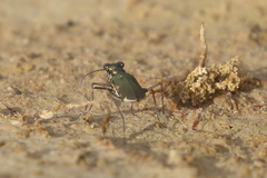 Myriochila semicincta