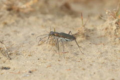 Myriochila semicincta