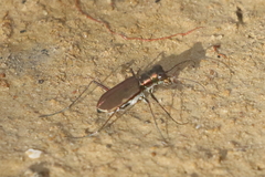 Myriochila semicincta