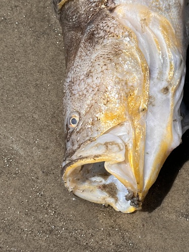 Butterfish (Nebris microps) — Sciaenidae — 5