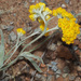Western Gold Cudweed - Photo (c) Felix Riegel, some rights reserved (CC BY-NC), uploaded by Felix Riegel
