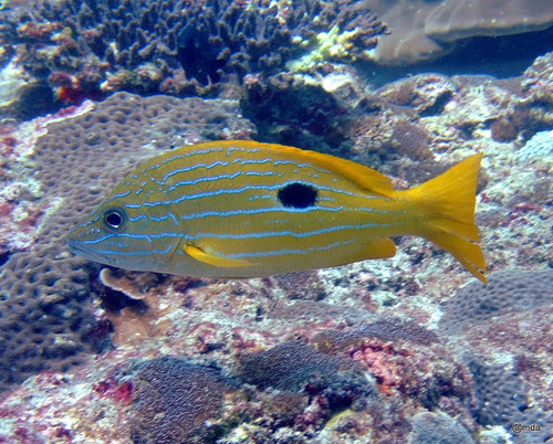 Lutjanus coeruleolineatus in life