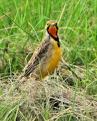 Macronyx capensis colletti