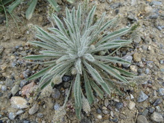 Plantago minuta