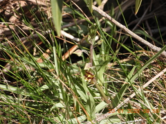 Epipactis veratrifolia