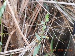 Epipactis veratrifolia