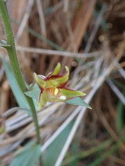 Epipactis veratrifolia