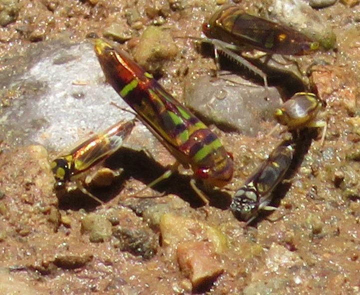 Dilobopterus adocetus