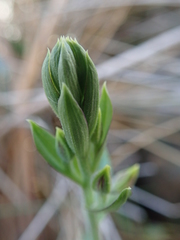 Epipactis veratrifolia