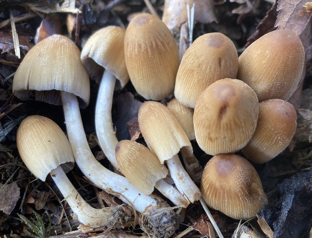 Coprinellus micaceus · December 2025 · photo: © lucian_clanet (iNaturalist, cc-by)