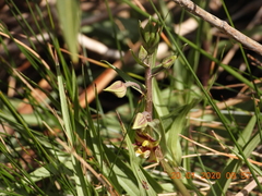 Epipactis veratrifolia