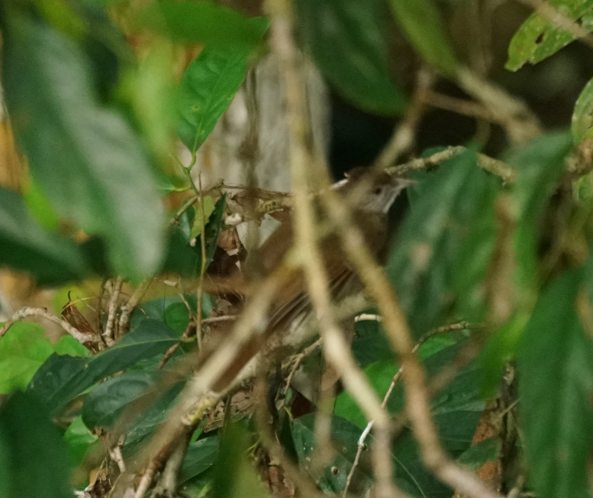Brown-cheeked Bulbul (Alophoixus bres), photo 4
