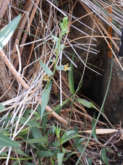 Epipactis veratrifolia