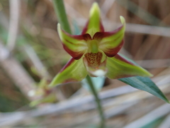 Epipactis veratrifolia