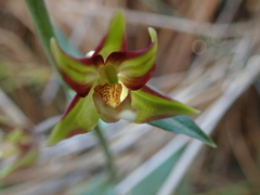 Epipactis veratrifolia