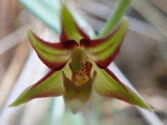 Epipactis veratrifolia