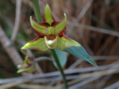 Epipactis veratrifolia