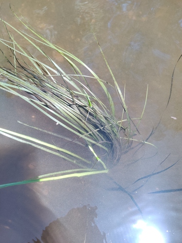 Schoenoplectus lacustris iNat (1)