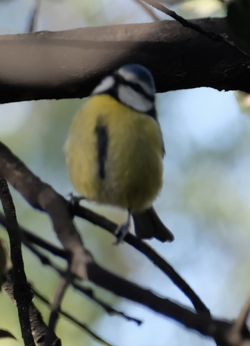 Avistamiento Cyanistes caeruleus