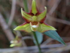 Epipactis veratrifolia