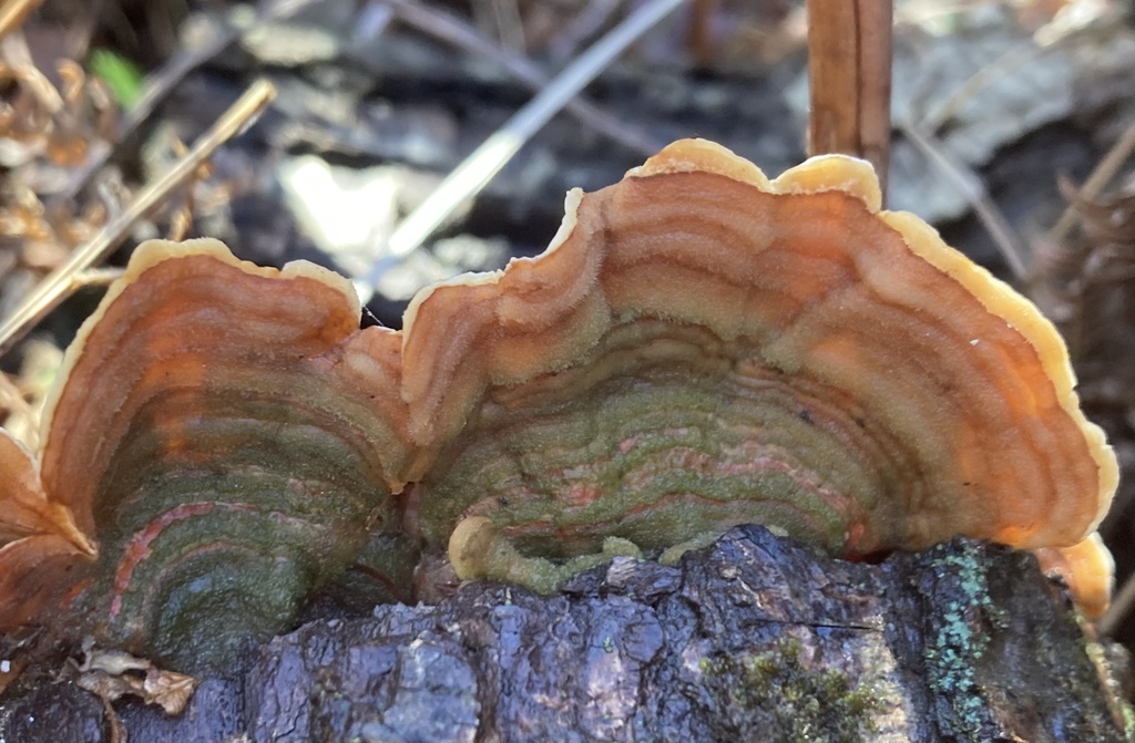 Stereum subtomentosum · December 2025 · photo: © lucian_clanet (iNaturalist, cc-by)