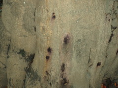 Phytophthora ramorum