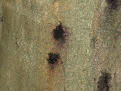 Phytophthora ramorum