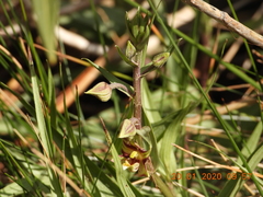 Epipactis veratrifolia