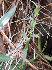 Epipactis veratrifolia