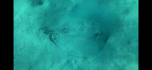 Mangrove Whipray