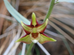 Epipactis veratrifolia